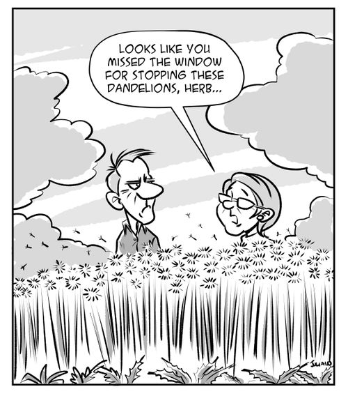 "Looks like you missed the window for stopping these dandelions, Herb. . ."
