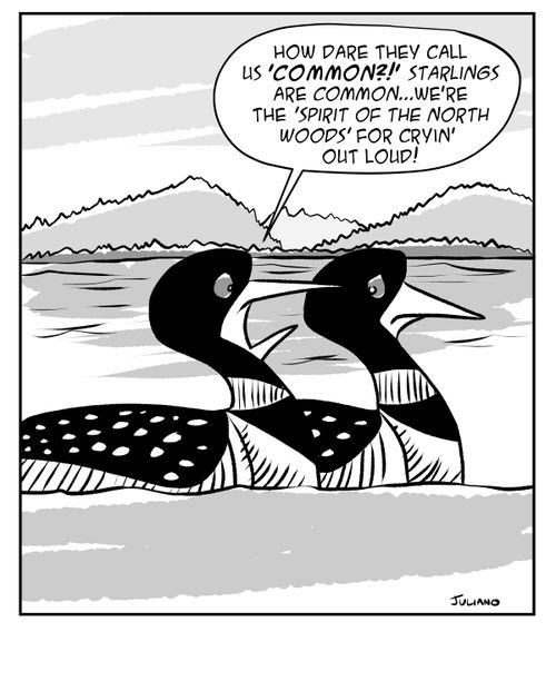 "How dare they call us 'common?!' Starlings are common. . . we're the 'spirit of the north woods' for cryin' out loud."