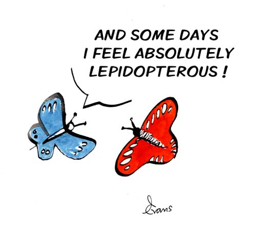 "And some days I feel absolutely lepidopterous!" 