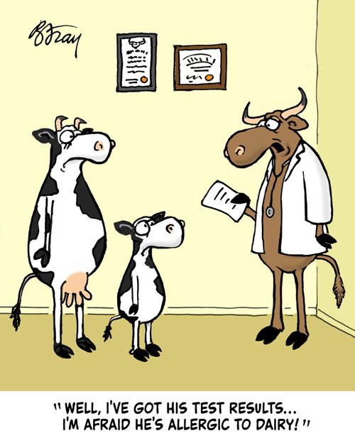 "Well, I've got his test results. . . I'm afraid he's allergic to dairy!"