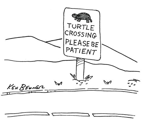 Turtle crossing: please be patient