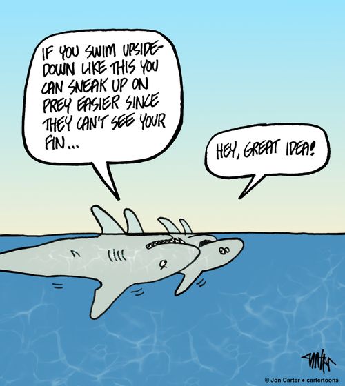 "If you swim upside-down like this you can sneak up on prey easier since they can't see your fin. . ."