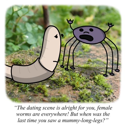 "The dating scene is alright for you, female worms are everywhere! But when was the last time you saw a mummy-long-legs?"