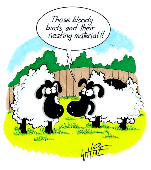 Those bl**dy birds and their nesting material!!"