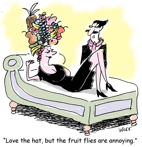 "Love the hat, but the fruit flies are annoying."