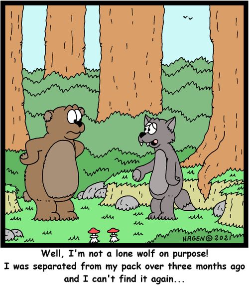 "Well, I'm not a lone wolf on purpose! I was separated from my pack over three months ago and I can't find it again. . ."