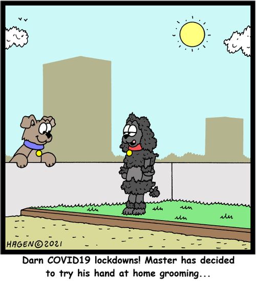 "Darn COVID19 lockdowns! Master has decided to try his hand at home grooming..."