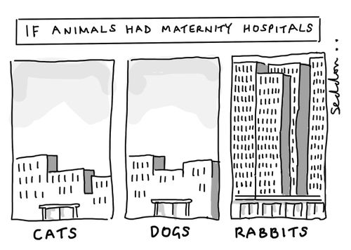 If Animals Had Maternity Hospitals