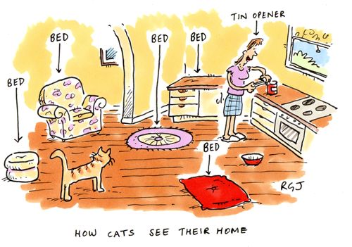 How cats see their home