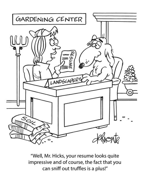 "Well, Mr. Hicks, your resume looks quite impressive and of course, the fact that you can sniff out truffles is a plus!"