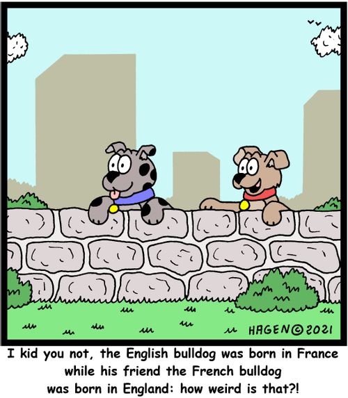 "I kid you not, the English bulldog was born in France while his friend the French bulldog was born in England: how weird is that?!