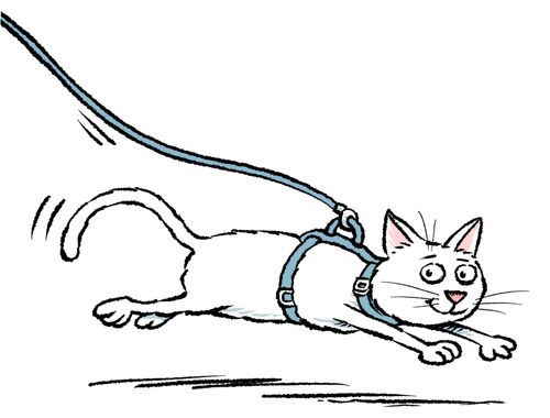 A cat on a lead