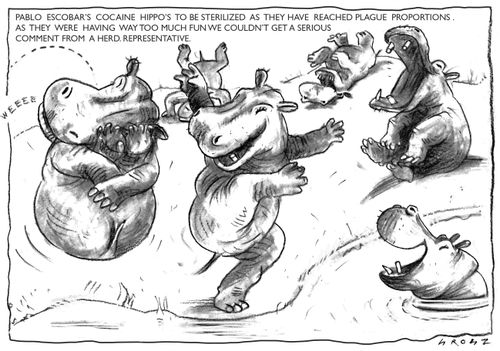 Deceased drug cartel boss Pablo Escobar's cocaine hippos to be sterilised