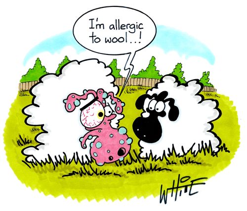 "I'm allergic to wool. . !"