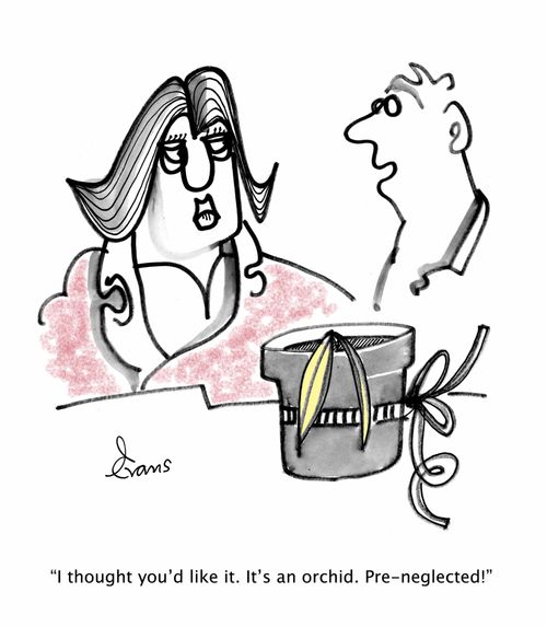 "I thought you'd like it. It's an orchid. pre-neglected!"