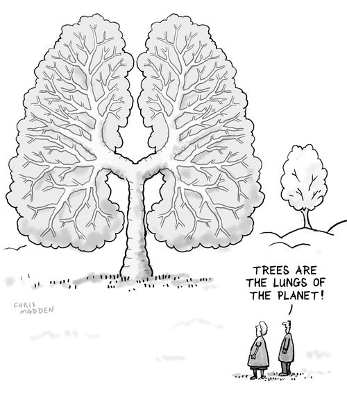 Trees are the lungs of the planet!