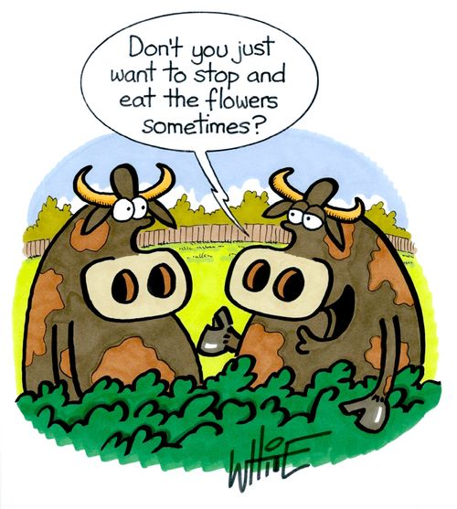 "Don't you just want to stop and eat the flowers sometimes?"