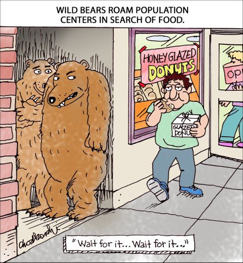 Wild Bears Roam Population Centers In Search Of Food.