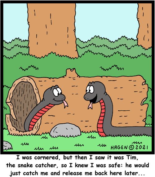 "I was cornered, but then I saw it was Tim, the snake catcher, so I knew I was safe: he would just catch me and release me back here later..."
