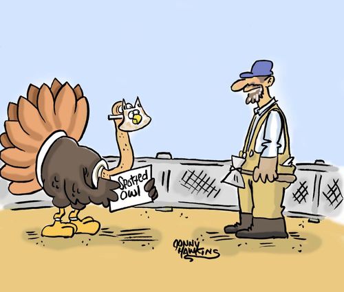 Turkey Owl