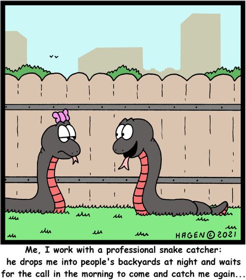  "Me, I work with a professional snake catcher: he drops me into people's backyards at night and waits for the call in the morning to come and catch me again..."