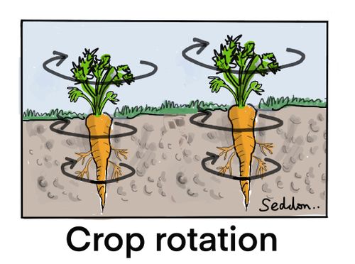 Crop Rotation