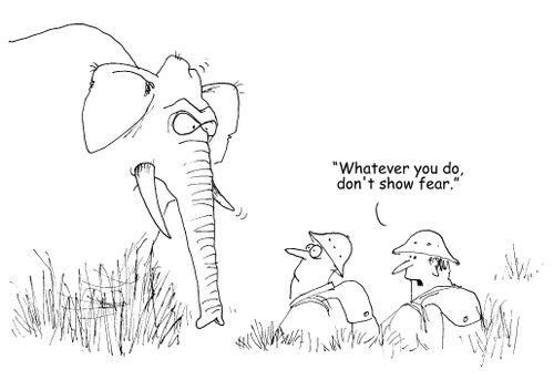 "Whatever you do, don't show fear."
