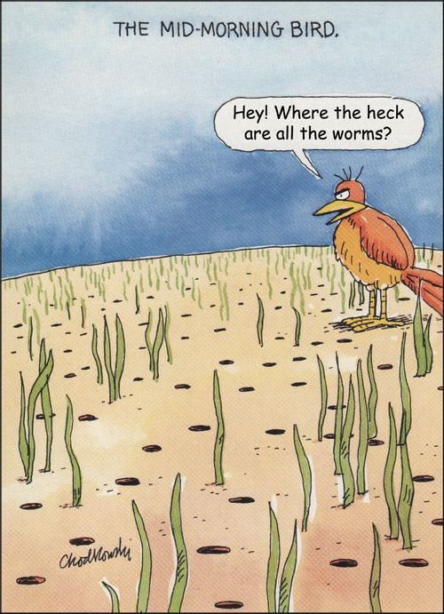 The Mid Morning Bird