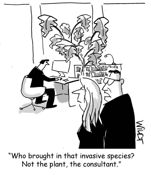 "Who brought in that invasive species? Not the plant, the consultant."
