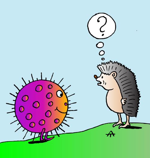 Hedgehog and Covid