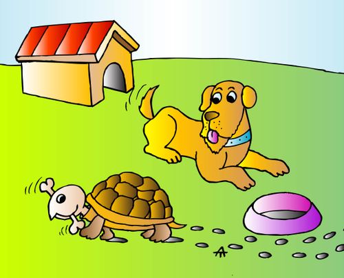 Tortoise steals dogs bone.