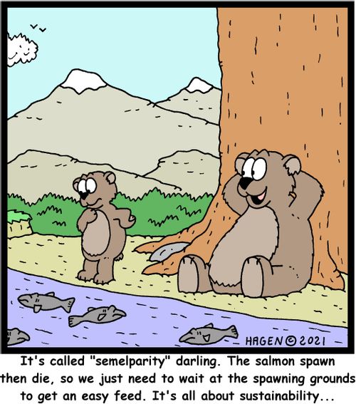  "It's called 'semelparity' darling. The salmon spawn then die, so we just need to wait at the spawning grounds to get an easy feed. It's all about sustainability." 