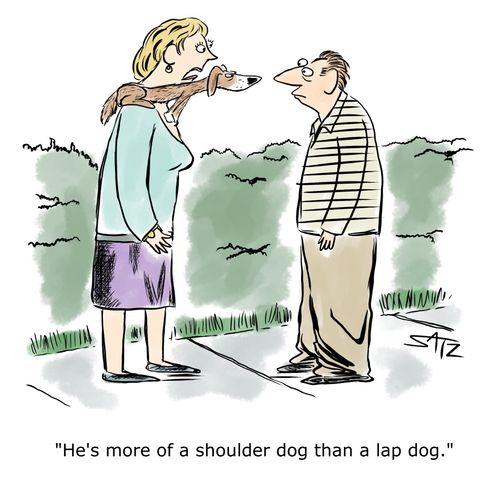 "He's more of a shoulder dog than a lap dog."