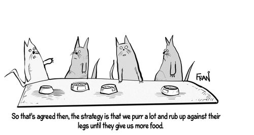 "So that's agreed then, the strategy is that we purr a lot and rub up against their legs until they give us more food."
