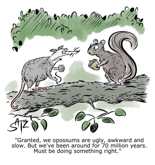 "Granted, we opossums are ugly, awkward and slow. But we've been around for 70 million years. Must be doing something right."