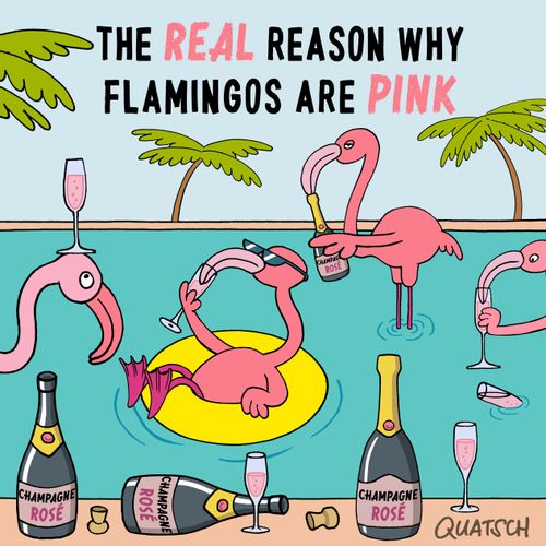 The real reason why flamingos are pink