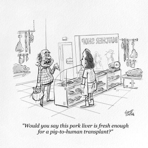 "Would you say this pork liver is fresh enough for a pig-to-human transplant?"