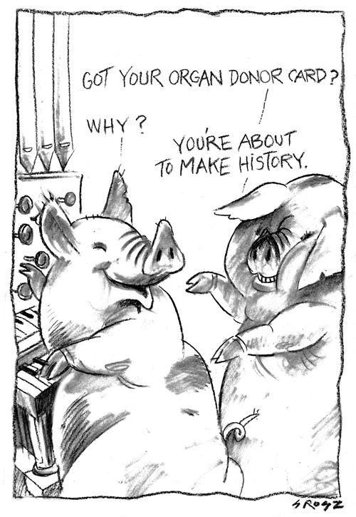 Pig heart donation saves human life
