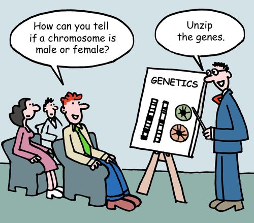 "How can you tell if a chromosome is male or female."