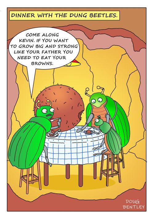 Dinner with dung beetles