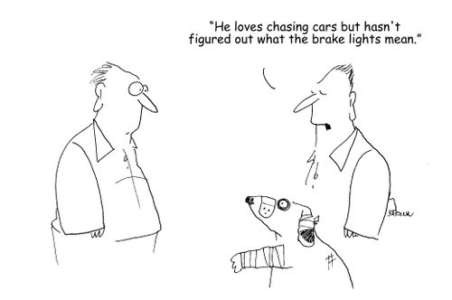 "He loves chasing cars but hasn't figured out what the brake lights mean."