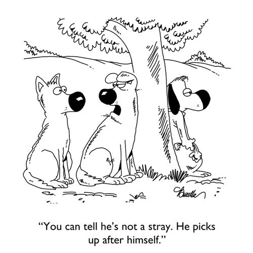 "You can tell he's not a stray. He picks up after himself."