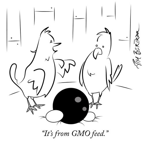 "It's from GMO feed."