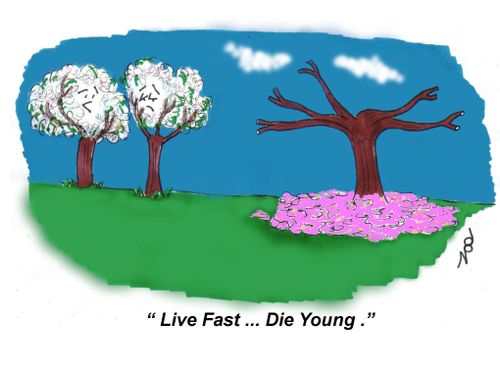 "Live Fast. . . Die Young."
