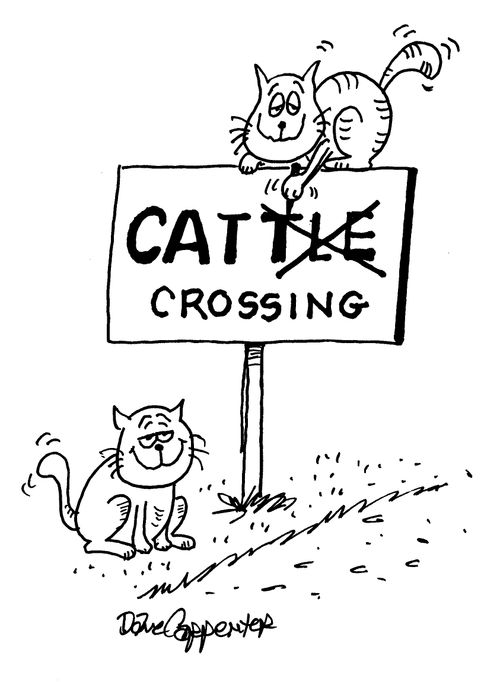 Cat crossing