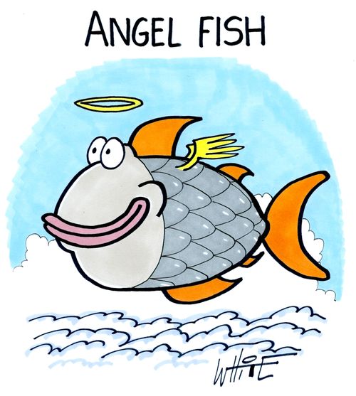 Angel fish