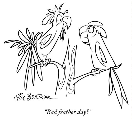 "Bad feather day?"