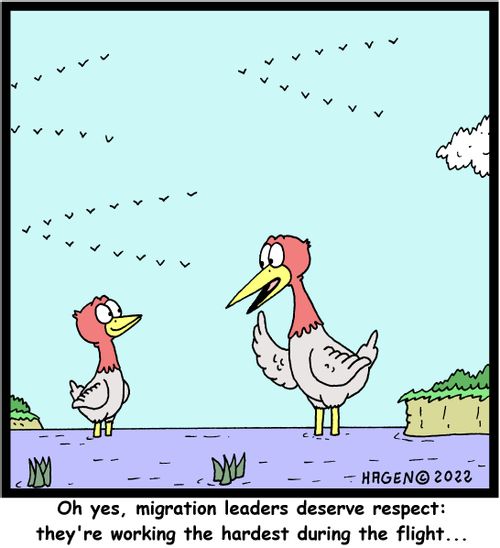 "Oh yes, migration leaders deserve respect: they're working the hardest during the flight..."