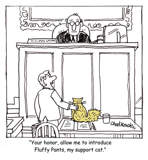 "Your honor, allow me to introduce Fluffy Pants, my support cat."