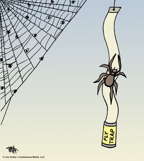 Spider Fly Trap